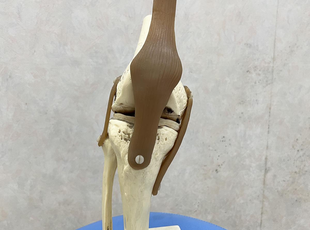 変形性膝関節症Ⅰ | 山王鍼灸整骨院 大森本院 23年の信頼と実績